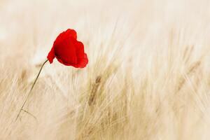 Image of a red poppy in a field of corn.